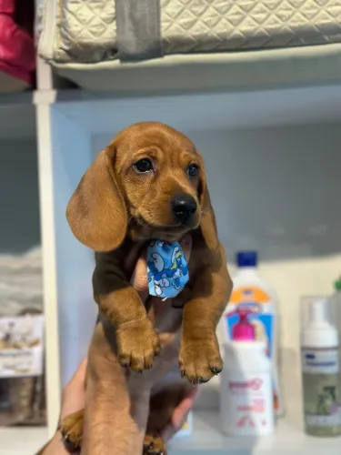 Lindinhos dachshund (os salsichinhas)