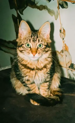 Doação gatinha 