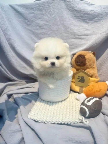 Cãozinho spitz alemão/lulu da pomerânia pronto entrega dócil