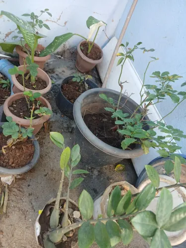 Plantas