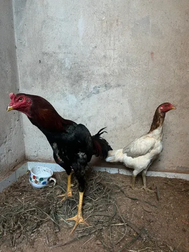 Casal indio mura frango e franga
