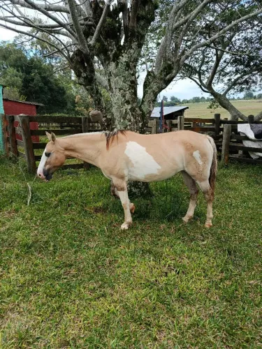 Cavalo crioulo 