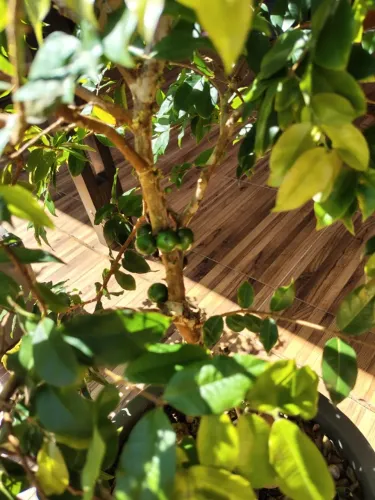 Muda de Jabuticaba Espécie Sabará Produzindo
