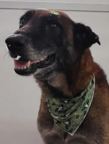 Cachorro SRD para adoção responsável