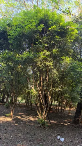 Mudas de jabuticaba 
