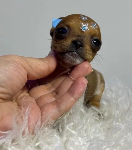 Pinscher macho part miudinho 