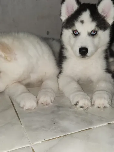 Husk Siberiano lindos filhotinhos