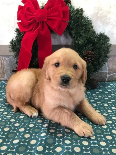 Golden Retriever,Golden Retriever Filhote Disponível Alta Qualidade