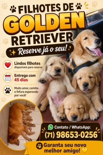 Filhotes de golden retriever 