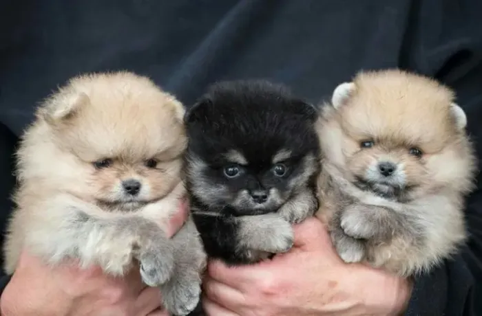 O Spitz aproveitou a companhia de outros cães.