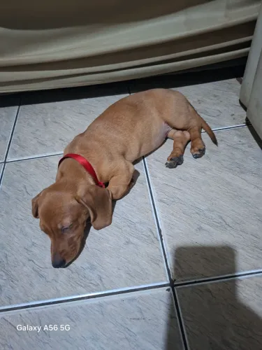 Filhote Cofap fêmea Pura