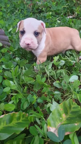 Filhote amstaff pitbull 