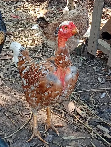 Galinhas