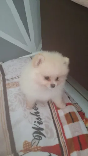 Linda Lulu da pomerania anão 