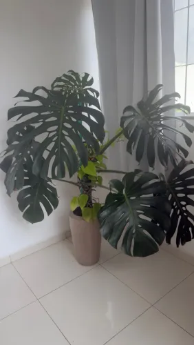 Vaso de planta Costela de Adão + jiboia limão