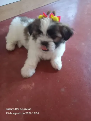 Shih tsu fêmea