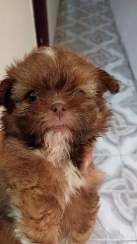 Cachorro Shitzu macho 