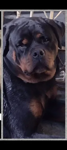Rottweiler. No padrão. Da raça. Muito robusto novo ainda. Alto padrão. Paguei 3000 nele.