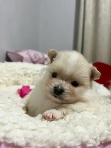 Filhote Lulu da pomerania 