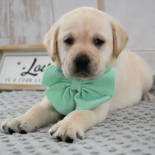 Labrador/ Não perca tempo