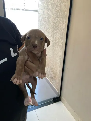 Pit Bull disponível 