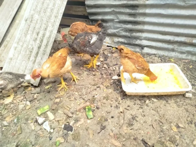 Troco com frangas femeas