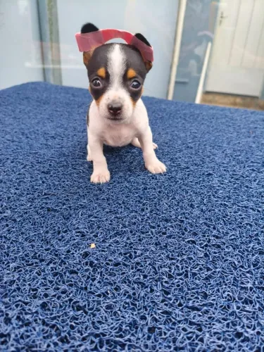 Pinscher ZER0 filhote disponível - Região de Campinas