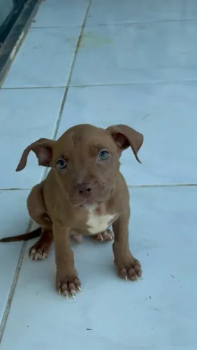 Filhotes de Pitbull Red Nose