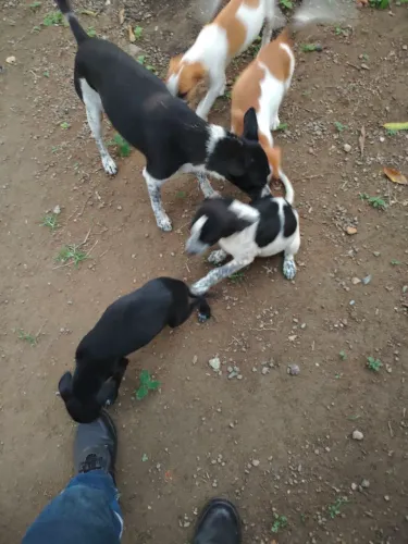 Doação Filhotes de Cachorro 1 Mês e meio 