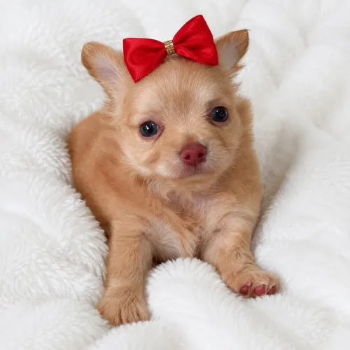 Chihuahua Pelo Longo! Uma Mocinha Linda.