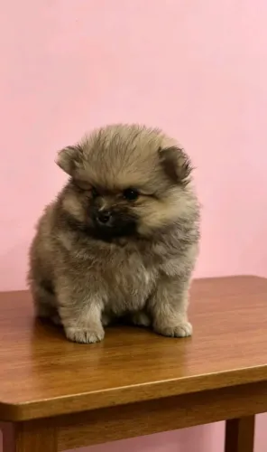Lulu fofo