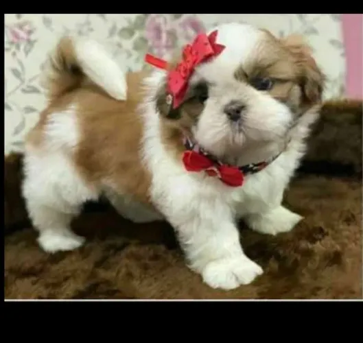 Mini shihtzu machos e fêmeas com kit filhote
