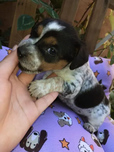 Doa a se esses cachorros eles são porte pequeno