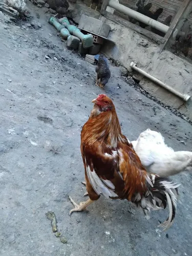 Galo ? em.inicio de postura 