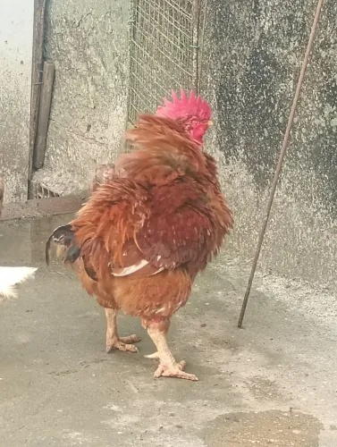 Galão