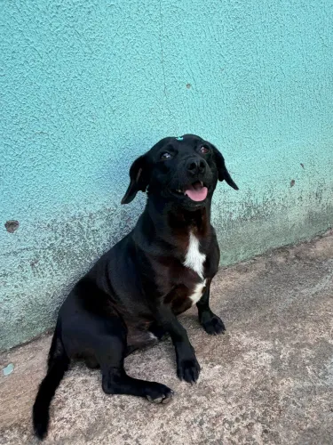 Adultos Adoráveis Adoção Responsável 