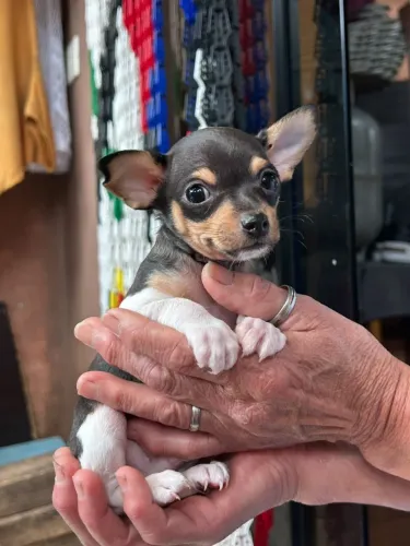 Pinscher machinho