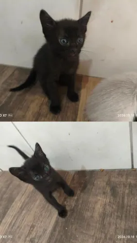 Doando gatinhas fêmea