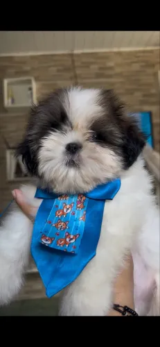 Shih tzu macho micro