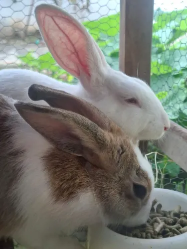 Coelhos machos para adoção