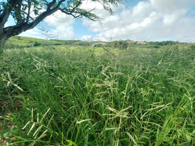 Alugar pasto pra gado