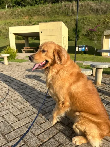 Golden Retriever com Pedigree