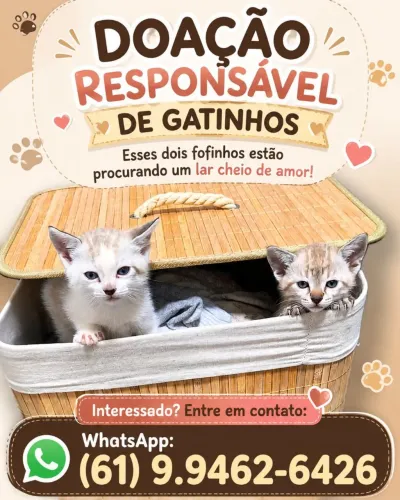 Doação de gatinhos 