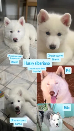 Husky siberiano
