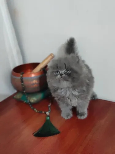 Gatos Persas pelos longos 