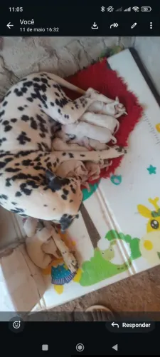 Filho de Dalmada disponível 