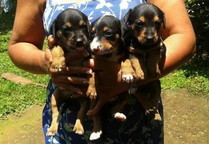 PINSCHER X CHIHUAHUA Seu lar vai ficar muito mais feliz com este filhote. Zap 9.975I.649I