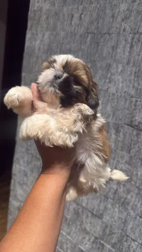 Shih Tzu adorável 