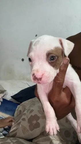 Cachorro Pitibul red