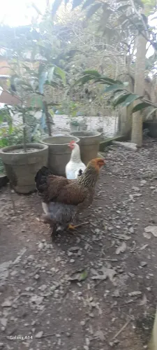 Galinhas e galos